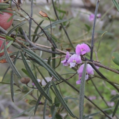 Glycine clandestina (Twining Glycine) at Theodore, ACT - 20 Oct 2021 by MichaelBedingfield