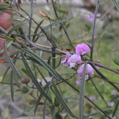 Glycine clandestina (Twining Glycine) at Theodore, ACT - 20 Oct 2021 by michaelb