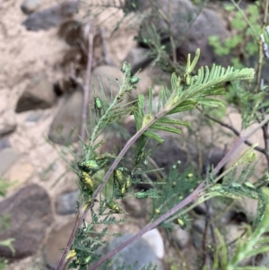 Diphucephala sp. (genus) at Coree, ACT - 8 Nov 2021