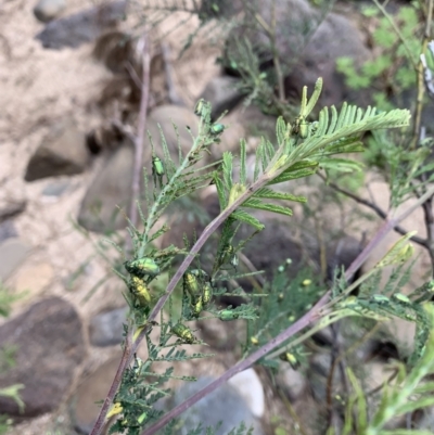 Diphucephala sp. (genus) (Green Scarab Beetle) at Ginninderry Conservation Corridor - 8 Nov 2021 by Eland