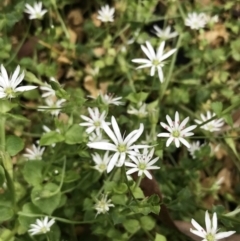 Stellaria flaccida (Forest Starwort) at Bundanoon, NSW - 14 Nov 2021 by Tapirlord