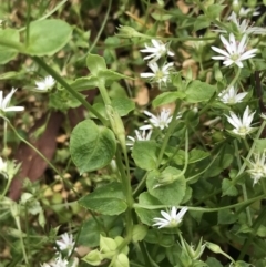 Stellaria flaccida at Bundanoon, NSW - 14 Nov 2021