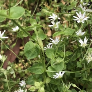 Stellaria flaccida at Bundanoon, NSW - 14 Nov 2021