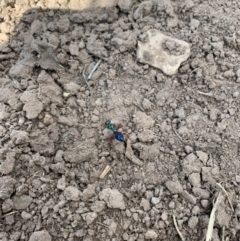 Diamma bicolor (Blue ant, Bluebottle ant) at Coree, ACT - 21 Oct 2021 by Eland