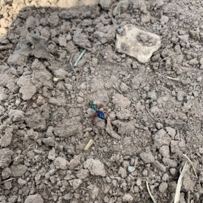 Diamma bicolor (Blue ant, Bluebottle ant) at Coree, ACT - 21 Oct 2021 by Eland
