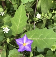 Solanum pungetium (Eastern Nightshade) at Bundanoon, NSW - 14 Nov 2021 by Tapirlord