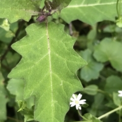 Solanum pungetium at Bundanoon, NSW - 14 Nov 2021