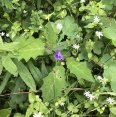 Solanum pungetium at Bundanoon, NSW - 14 Nov 2021