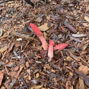 Phallus rubicundus at Hackett, ACT - 26 Nov 2021 11:26 AM