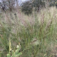 Austrostipa densiflora (Foxtail Speargrass) at Wamboin, NSW - 26 Nov 2021 by davidmcdonald