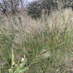 Austrostipa densiflora at Wamboin, NSW - 26 Nov 2021