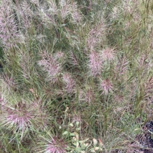 Austrostipa densiflora at Wamboin, NSW - 26 Nov 2021