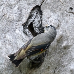 Pardalotus striatus (Striated Pardalote) at Pialligo, ACT - 23 Nov 2021 by jb2602