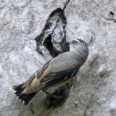 Pardalotus striatus (Striated Pardalote) at Mount Ainslie - 22 Nov 2021 by jb2602