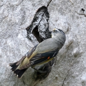 Pardalotus striatus at Pialligo, ACT - 23 Nov 2021