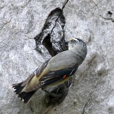 Pardalotus striatus (Striated Pardalote) at Pialligo, ACT - 23 Nov 2021 by jb2602