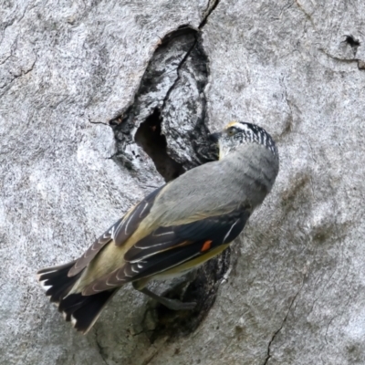 Pardalotus striatus (Striated Pardalote) at Pialligo, ACT - 22 Nov 2021 by jb2602