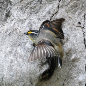 Pardalotus striatus at Pialligo, ACT - 23 Nov 2021