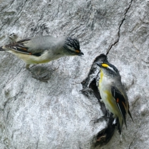 Pardalotus striatus at Pialligo, ACT - 23 Nov 2021