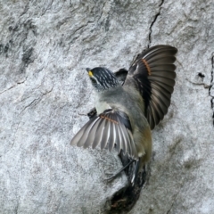 Pardalotus striatus at Pialligo, ACT - 23 Nov 2021