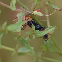 Lepturidea viridis (Green comb-clawed beetle) at Wodonga - 26 Nov 2021 by KylieWaldon