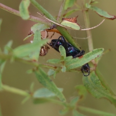 Lepturidea viridis (Green comb-clawed beetle) at Wodonga - 26 Nov 2021 by KylieWaldon