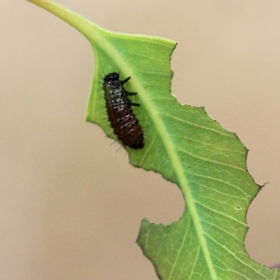 Chrysomelidae sp. (family) (Unidentified Leaf Beetle) at Wodonga - 26 Nov 2021 by KylieWaldon