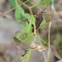 Amorbus (genus) (Eucalyptus Tip bug) at Wodonga, VIC - 26 Nov 2021 by KylieWaldon