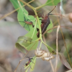 Amorbus sp. (genus) (Eucalyptus Tip bug) at Wodonga, VIC - 26 Nov 2021 by KylieWaldon