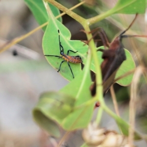 Amorbus sp. (genus) at Wodonga, VIC - 26 Nov 2021