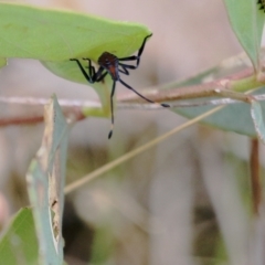 Amorbus sp. (genus) at Wodonga, VIC - 26 Nov 2021 03:11 PM