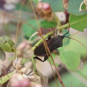 Amorbus sp. (genus) at Wodonga, VIC - 26 Nov 2021