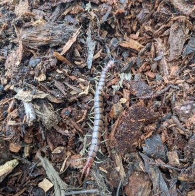 Cormocephalus aurantiipes (Orange-legged Centipede) at Watson, ACT - 22 Nov 2021 by WalterEgo