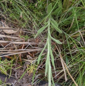 Coronidium scorpioides at Tennent, ACT - 18 Nov 2021 10:50 AM