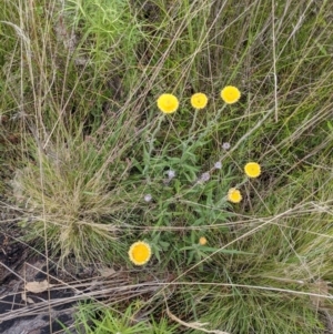 Coronidium scorpioides at Tennent, ACT - 18 Nov 2021 10:50 AM