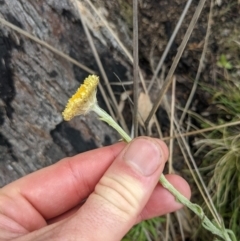 Coronidium scorpioides at Tennent, ACT - 18 Nov 2021 10:50 AM