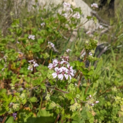Pelargonium australe (Austral Stork's-bill) at Tennent, ACT - 18 Nov 2021 by WalterEgo