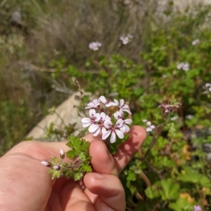 Pelargonium australe at Tennent, ACT - 18 Nov 2021 10:19 AM