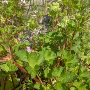 Pelargonium australe at Tennent, ACT - 18 Nov 2021 10:19 AM