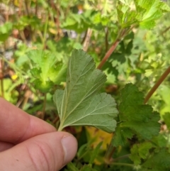 Pelargonium australe at Tennent, ACT - 18 Nov 2021 10:19 AM