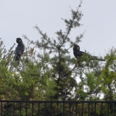 Zanda funerea (Yellow-tailed Black-Cockatoo) at Goulburn Wetlands - 26 Nov 2021 by Rixon