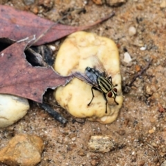 Prosena sp. (genus) (A bristle fly) at Wodonga, VIC - 26 Nov 2021 by KylieWaldon