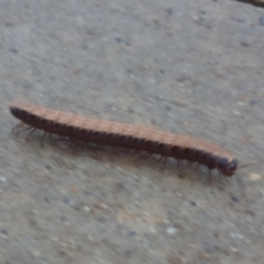 Gigantowales chisholmi (A millepede) at Goulburn, NSW - 25 Nov 2021 by Rixon