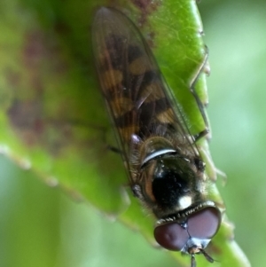 Melangyna viridiceps at Jerrabomberra, NSW - 26 Nov 2021