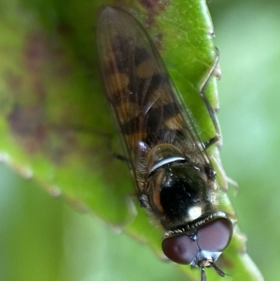 Melangyna viridiceps (Hover fly) at Jerrabomberra, NSW - 26 Nov 2021 by Steve_Bok