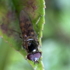 Melangyna viridiceps at Jerrabomberra, NSW - 26 Nov 2021