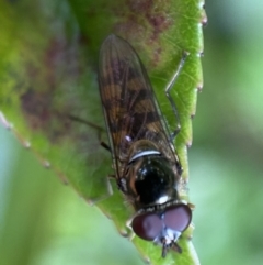 Melangyna viridiceps at Jerrabomberra, NSW - 26 Nov 2021