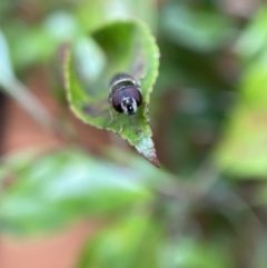 Melangyna viridiceps at Jerrabomberra, NSW - 26 Nov 2021