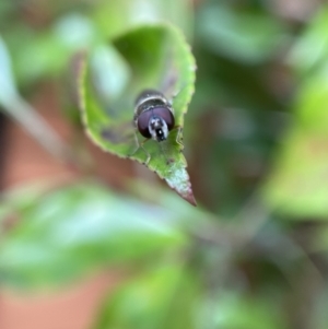 Melangyna viridiceps at Jerrabomberra, NSW - 26 Nov 2021