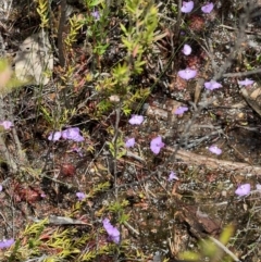 Utricularia uniflora (Single Bladderwort) at Red Rocks, NSW - 25 Nov 2021 by SimoneC